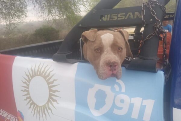 Dos nenes de dos años murieron atacados por perros en Córdoba