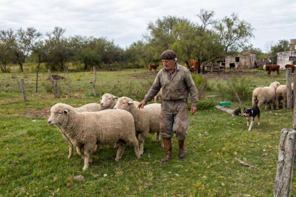 Chubut eximirá del impuesto inmobiliario a productores ganaderos en 2026