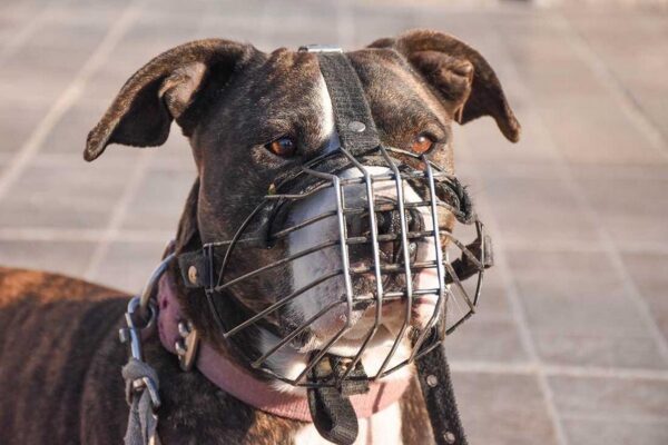 Diputados de Córdoba impulsan un proyecto para regular perros peligrosos