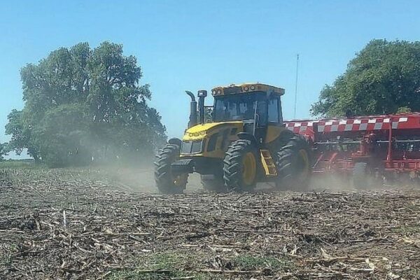 El maíz cubre el 11% del área sembrada y el girasol avanza fuerte en Santa Fe