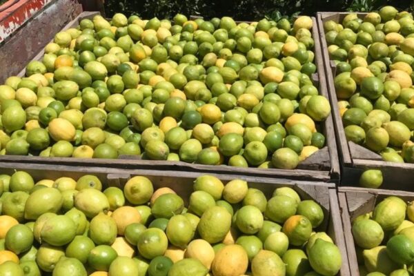 Legisladores reclaman por la demora en la apertura de EE.UU. para cítricos