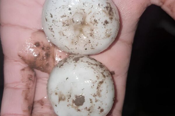 Granizo y tormentas fuertes afectaron a Córdoba en una jornada de alerta naranja